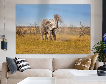 L'éléphant d'Afrique (Loxodonta africana) prend un bain de poussière sur Chris Stenger