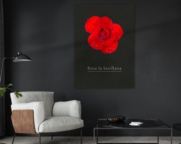 Rose "La Sevillana" van Leopold Brix