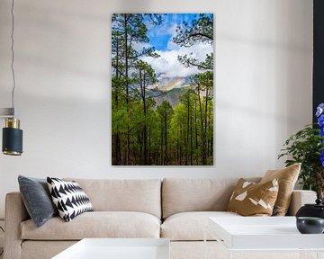 Paysage avec un arc-en-ciel, forêt, montagnes et nuages bas suspendus. sur Lidewij Olive