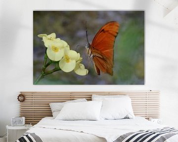 Butterfly by Paula van der Horst
