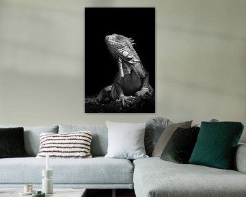 Iguana Of Bonaire by Aukelien Philips