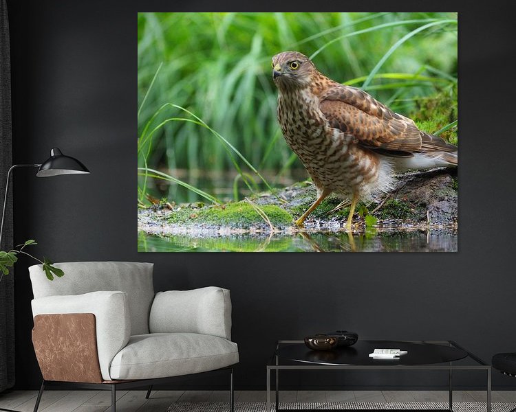 Aperçu de la chambre