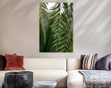 fern by Martina Weidner