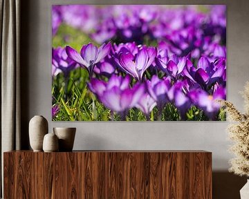 Crocussen in de lente. van Aukelien Philips