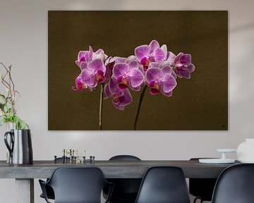 Orchidee in de studio met een bruine achtergrond van Lieke van Grinsven van Aarle