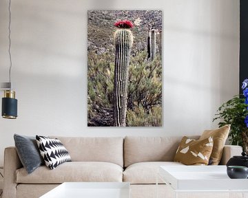 Cacti forest by Ignacio Genzo