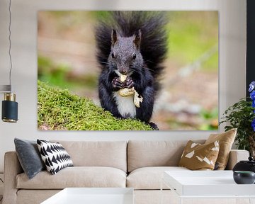Eichhörnchen von Alena Holtz