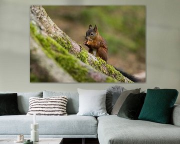 Eichhörnchen van Alena Holtz