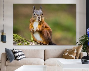 Eichhörnchen by Alena Holtz