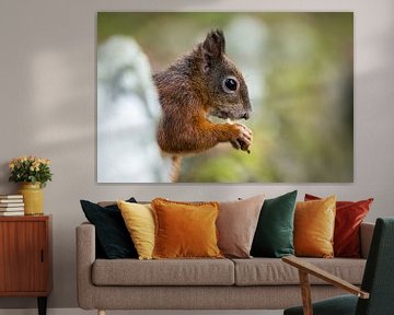 Eichhörnchen van Alena Holtz