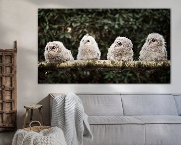 Four wood owl chicks by Lex Schulte