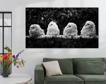 Four wood owl chicks #2 by Lex Schulte