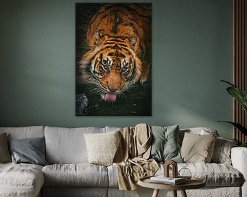 Un tigre de Sumatra boit de l'eau