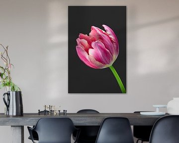 Tulipe Rose sur Judith Spanbroek-van den Broek
