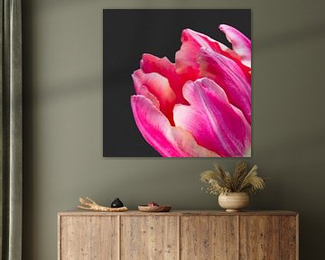 Detail van een fel roze tulp met donkere achtergrond