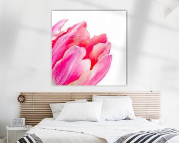 Detail van een fel roze tulp met lichte achtergrond