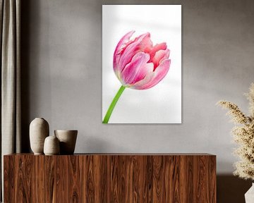 Elegante roze tulp