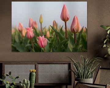 Roze tulpen by Monique Hassink