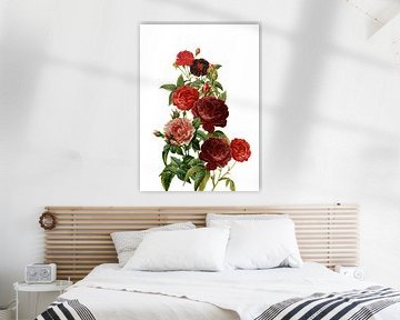 Vintage Rote Rosen von Floral Abstractions