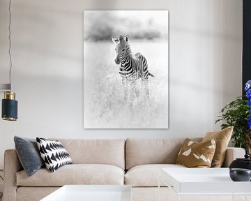 Schattige baby zebra van De Afrika Specialist