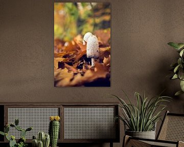 paddenstoel in herfstbladeren van Kristof Ven
