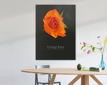 Rose in orange von Leopold Brix