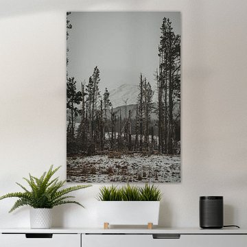 Dead forest by Paulien van der Werf