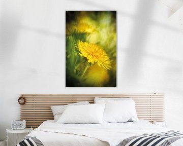 Dandelion blossoms in the spring sun