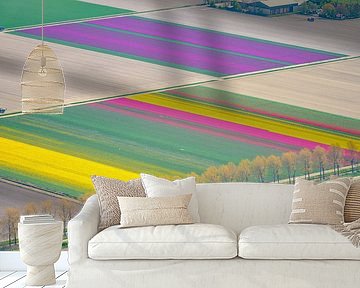 Vogelperspektive von verschiedenen Farben des Tulpenblumenfeldes