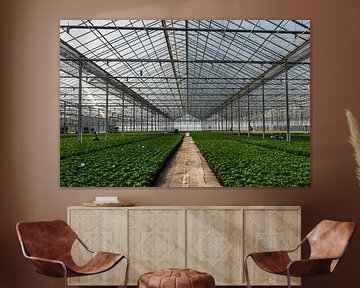 Inside a greenhouse by Patrick Verhoef