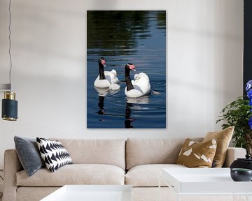 Black-necked swans with their 2 youngsters