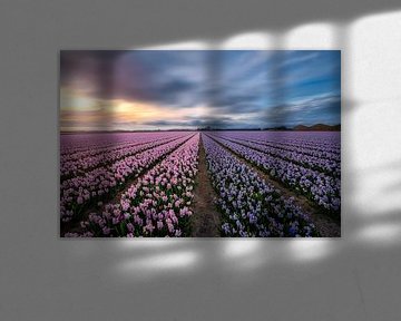 Nature's perfume the amazing Hyacinths