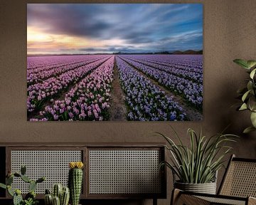 Nature's perfume the amazing Hyacinths sur Costas Ganasos