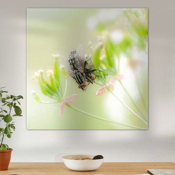 Intimiteit in Friesland