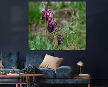 Fritillaria by Ingrid Aanen