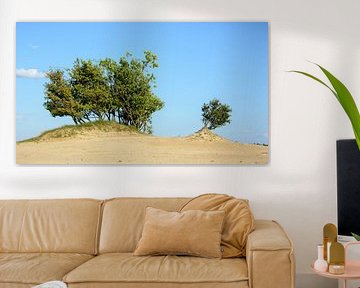 Arbres au-dessus du sable flottant dans les dunes de Loonse et de Drunense