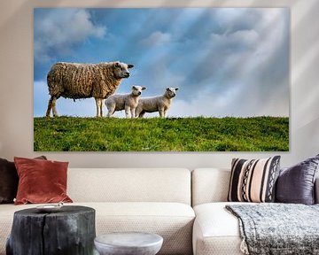 Mère avec ses filles - agneaux sur Texel