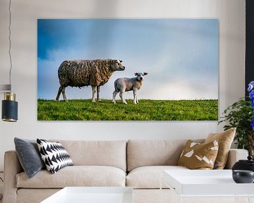 Mère et fille - agneaux sur Texel