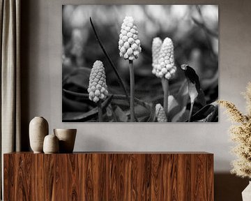 Raisin noir et blanc