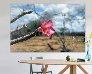 wild flower in the deserts of ethiopia