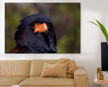 Roofvogel, de Bateleur (Terathopius ecaudatus)