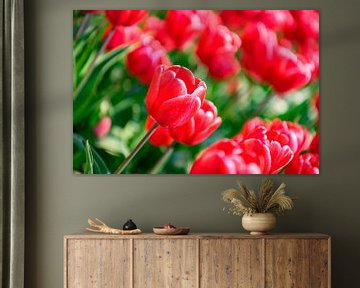 Floraison de tulipes rouges et roses dans un champ pendant une belle journée de printemps sur Sjoerd van der Wal Photographie