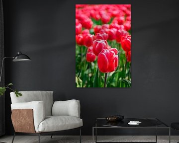 Bloeiende rode en roze tulpen in het veld tijdens een mooie lentedag van Sjoerd van der Wal Fotografie