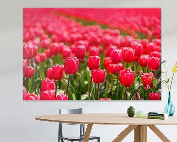 Blühende rote und rosa Tulpen während eines schönen Frühlingstages von Sjoerd van der Wal Fotografie