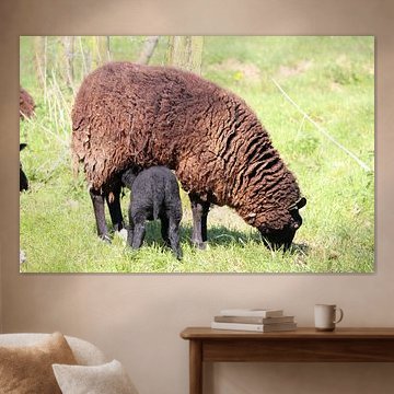 Lammetje drinkt bij de moeder