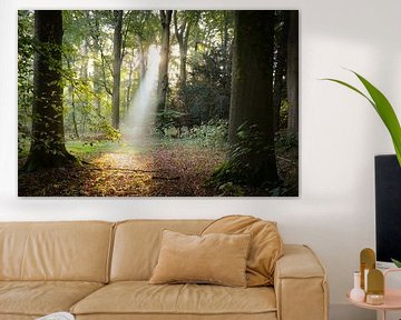 Zonnestraal schijnt door het bos van Amelisweerd van Arthur Puls Photography