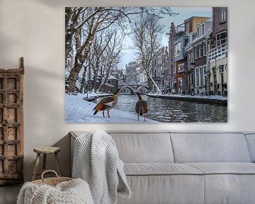 Zwei Nilgänse blicken über die verschneiten Kais der Oudegracht in Utrecht