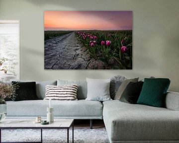 Typische holländische purpurrote Tulpenfelder