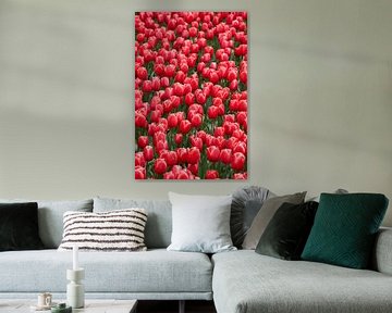 Veld met rode tulpen van Ad Jekel