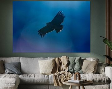 Vliegende Condor in Peru van Martin Stevens